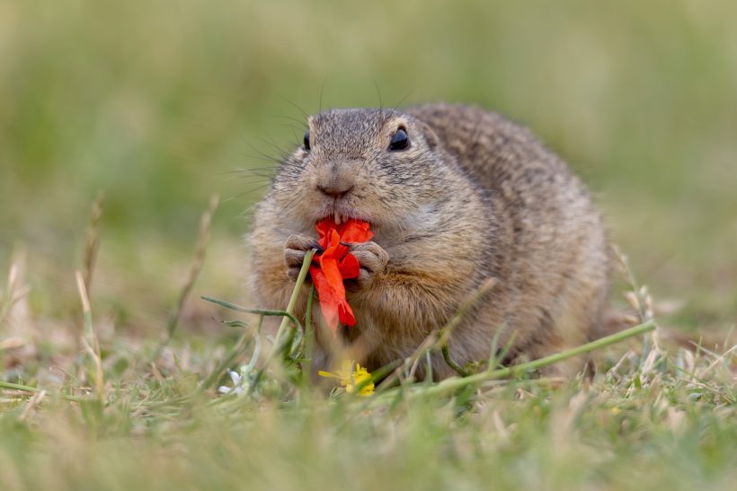 Ein Ziesel hält eine rote Blüte und sitzt auf grünem Gras.