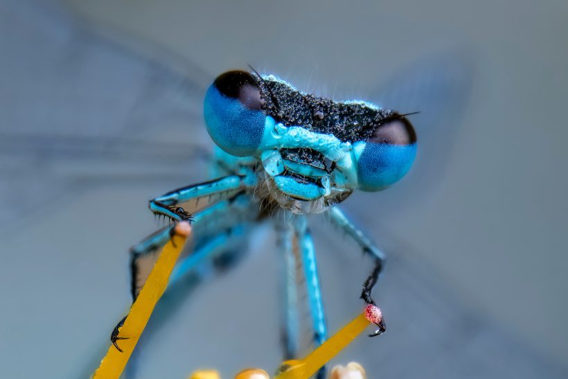 Nahaufnahme einer blauen Libelle mit großen Augen und feinen Flügeln.