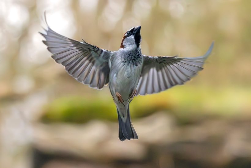 House sparrow in flight movement with spreading wings against a blurred background.