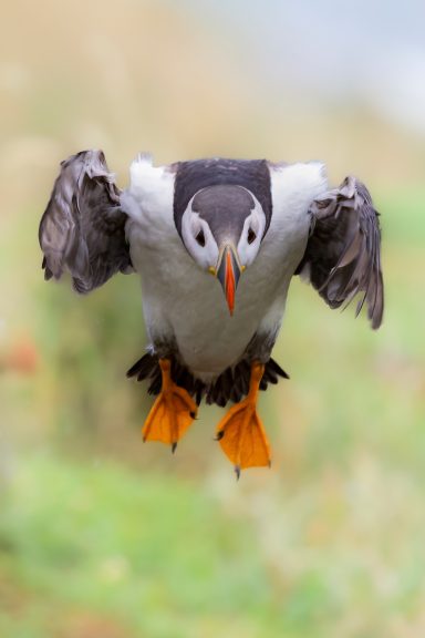 Puffin, in quick with spreading wings and bright orange feet.