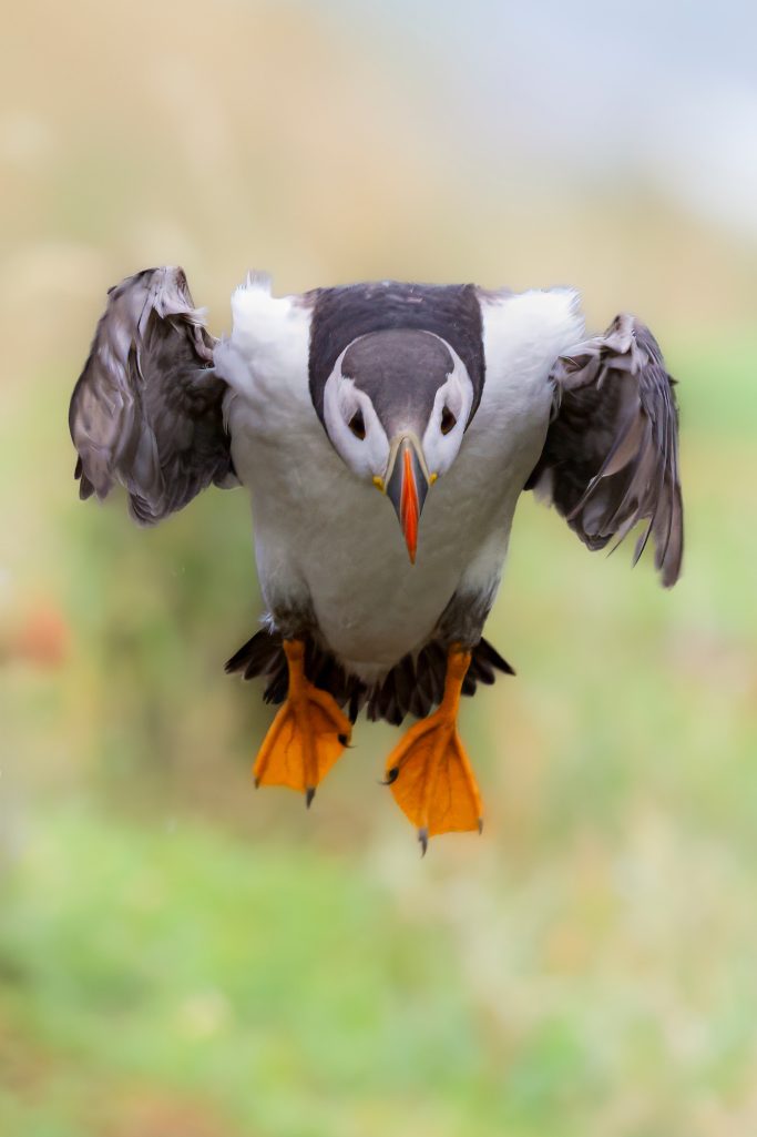 Papageitaucher mit orangefarbenem Schnabel fliegt über eine grüne Wiese.