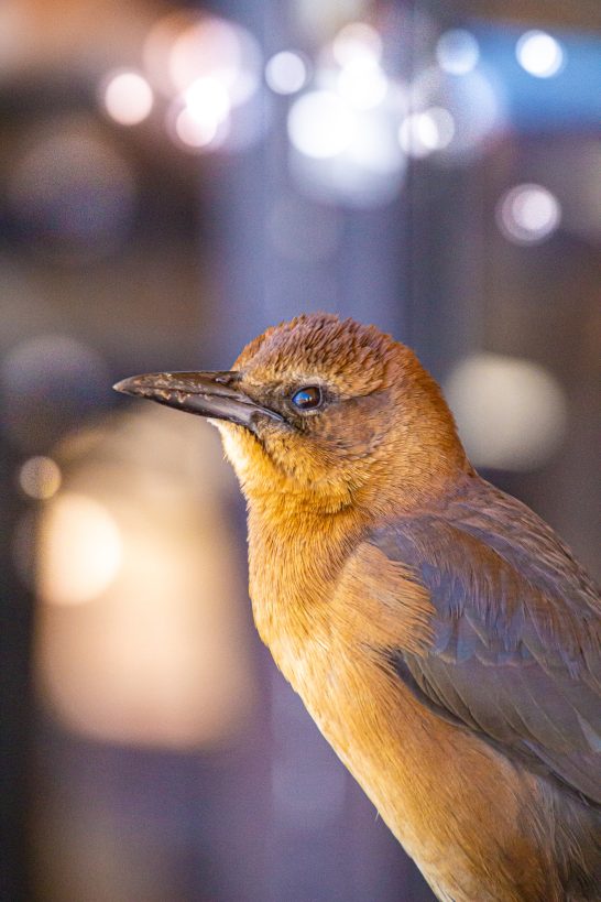 Boat-tailed Grackle with a long beak, blurred background.