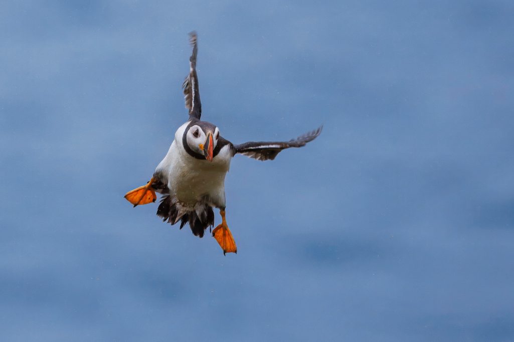 Papageientaucher fliegt durch den Himmel mit ausgebreiteten Flügeln und leuchtend orangefarbenen Füßen.