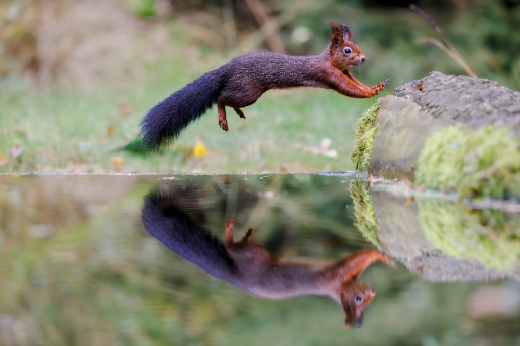 Ein Eichhörnchen springt über einen Teich, Spiegelbild im Wasser sichtbar.