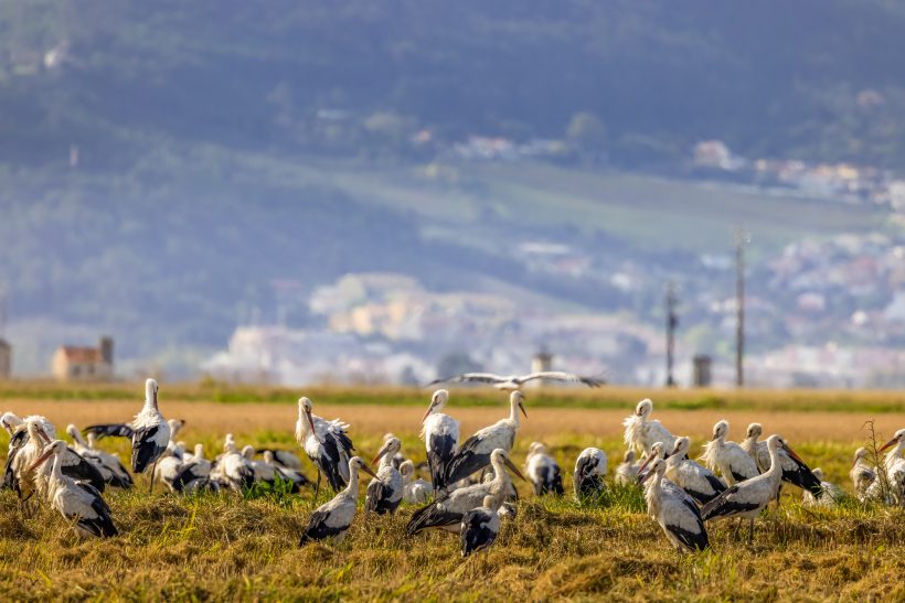 Störche stehen auf einem Feld mit einer hügeligen, bewaldeten Landschaft im Hintergrund.