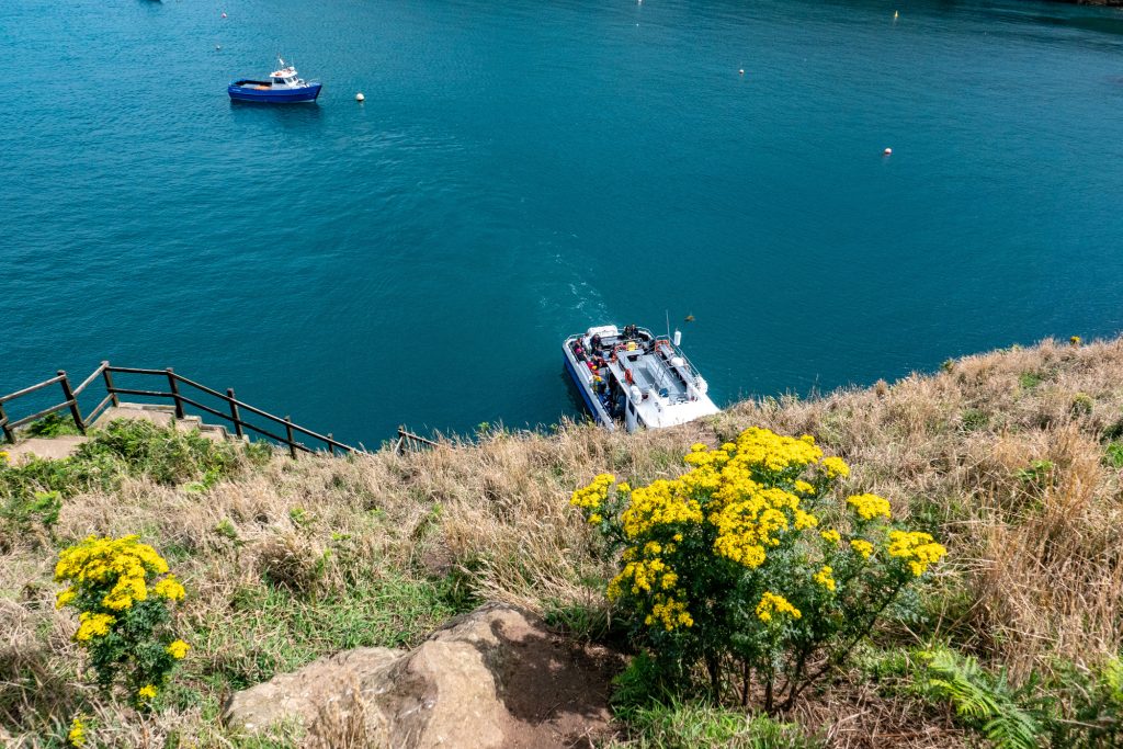 Boot legt an einem Ufer mit gelben Blumen am grasbewachsenen Hang an.