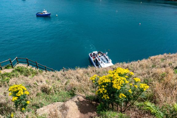 View of a boat in the blue water, surrounded by yellow flowers and a steep edge of the river.