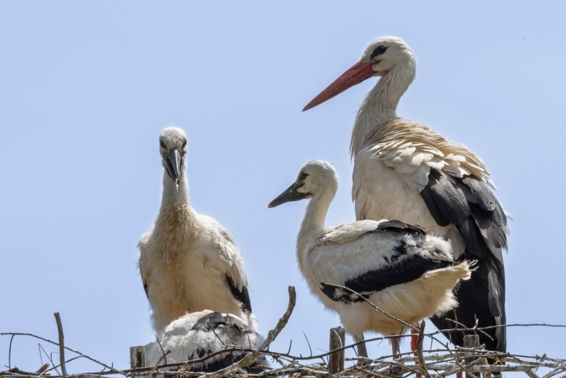 Three storks on a nest, two adults and a young animal.