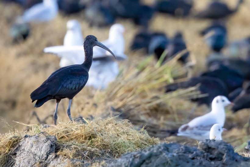 Schwarzer Ibis steht auf einem Felsen, umgeben von verschiedenen Vögeln.