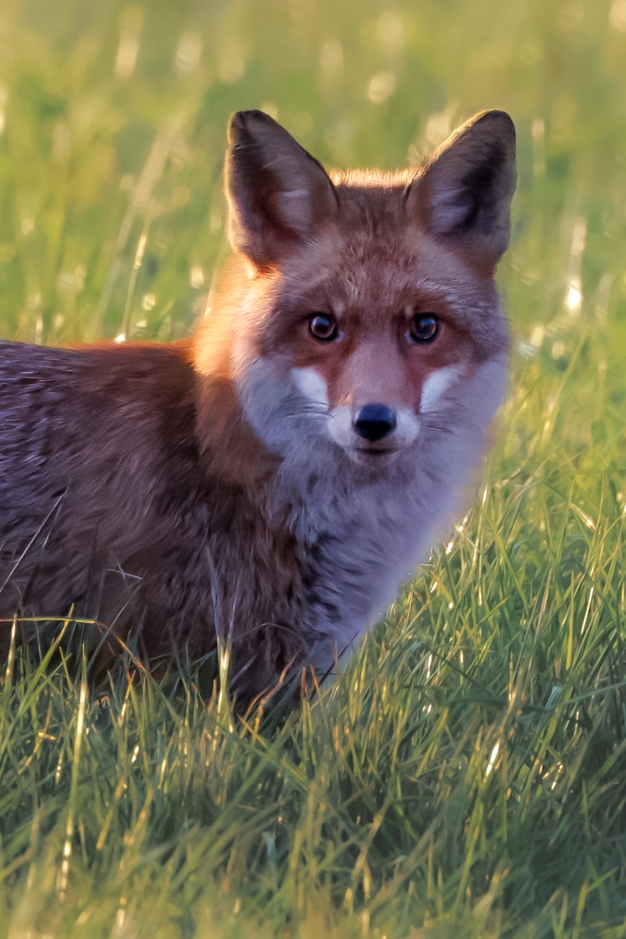 Fox stand in the tall grass with soft light on the fur.