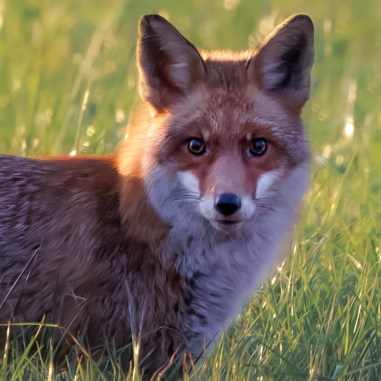 Roter Fuchs mit auffälligen Ohren und weichem Fell in einer grünen Wiese.