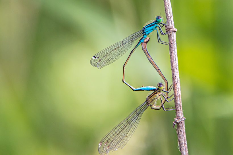 Zwei libellenartige Insekten im Paarungsakt auf einem Halm.