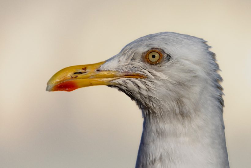 Profile of a herring gull with orange beak and brown eye.