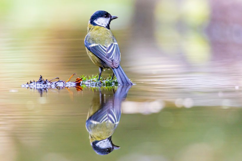 Great tit stands on a green stalk, reflected in the water.