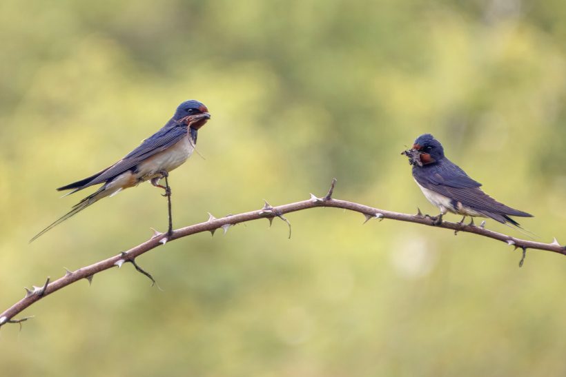 Two barn swallows sit on a branch, with blurred green background.