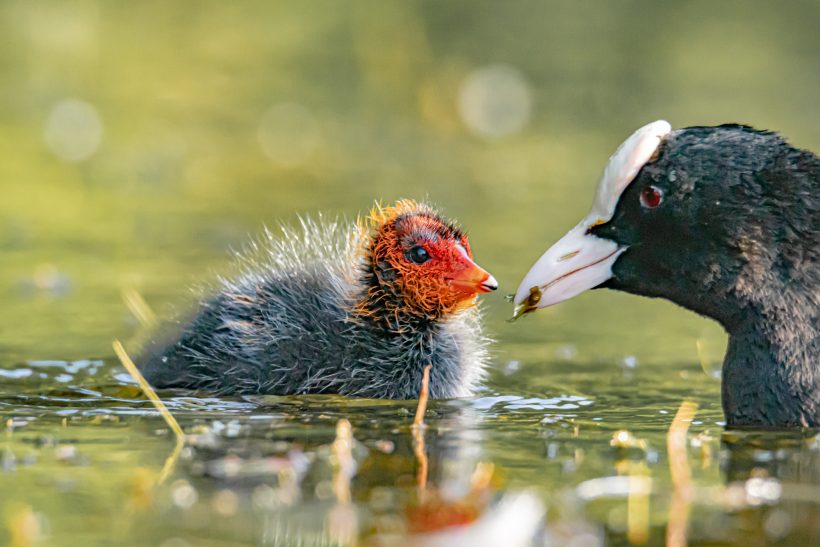 Ein Blässhuhn mit Küken im Wasser, das gefiedert und orangefarben ist.