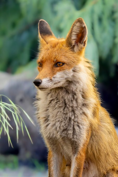 A red fox with attentive eyes and dense fur, in front of a green background.