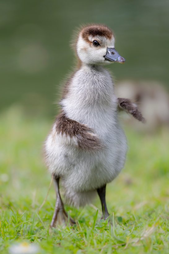 Chicks of a Nile gonder, with a brown head and grey plumage, on green grass.