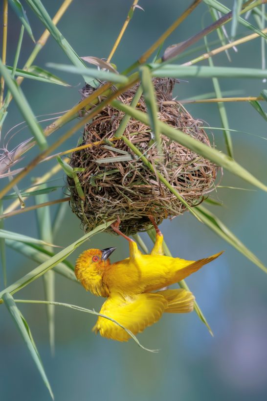 Ein Goldweber hängt an einem Nest aus Gras, das an einem Baum hängt.