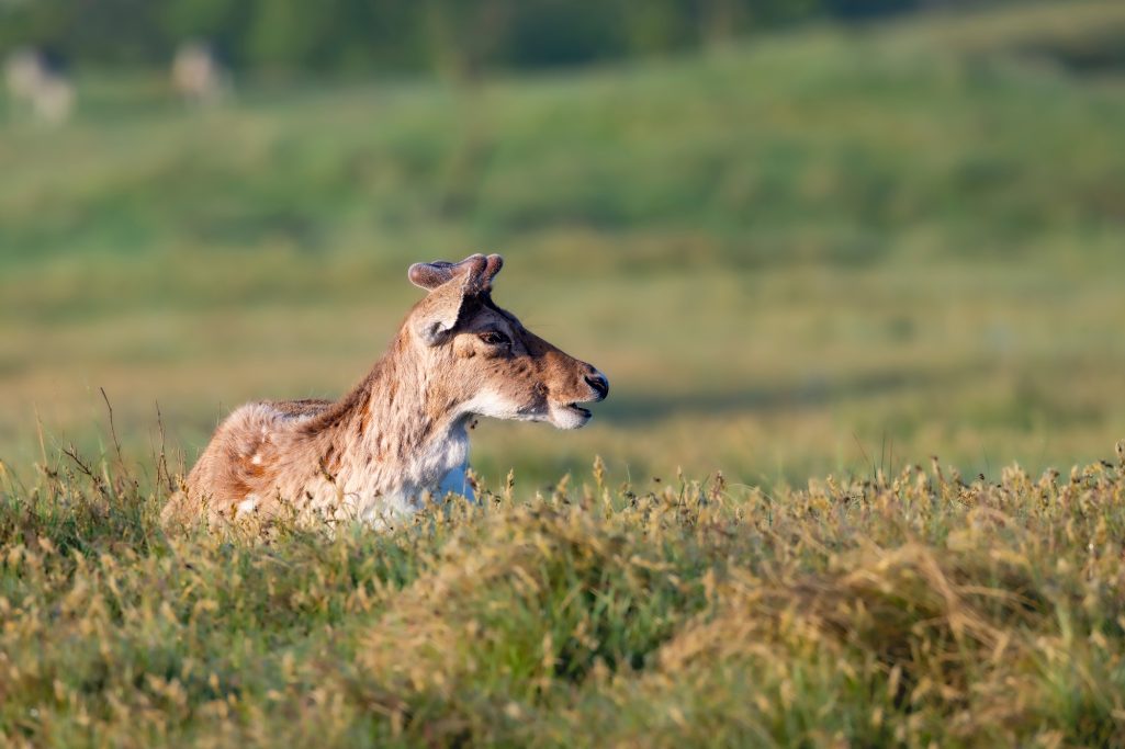 Deer lies in the grass field and looks attentively at the surroundings.