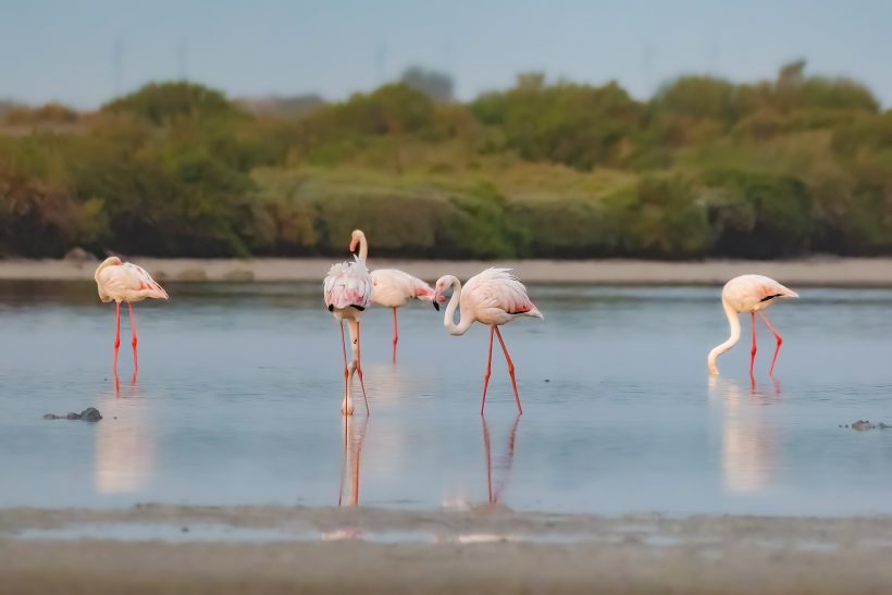 Five flamingos are in the background in the shallow water with green vegetation.