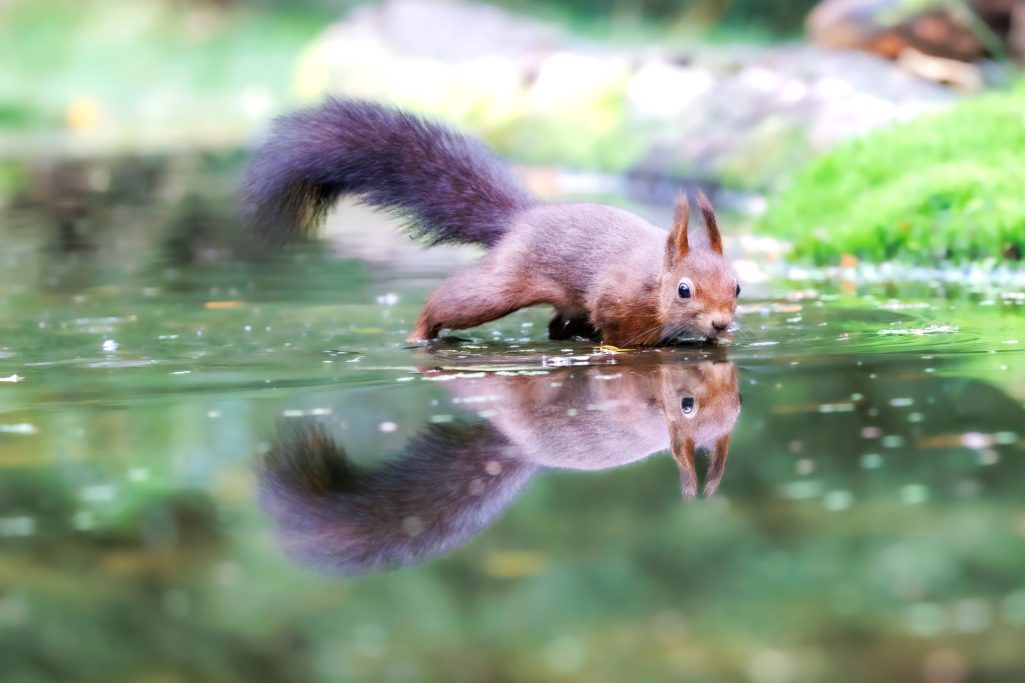 Eichhörnchen trinkt Wasser aus einem ruhigen Teich, umgeben von grüner Landschaft.