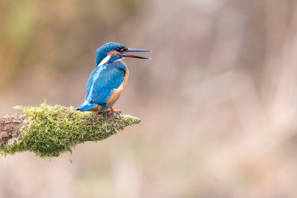 Eisvogel sitzt auf einem Ast und blickt aufmerksam ins Wasser.