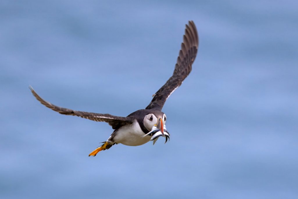 Papageitaucher fliegt mit einem Fisch im Schnabel über dem Wasser.