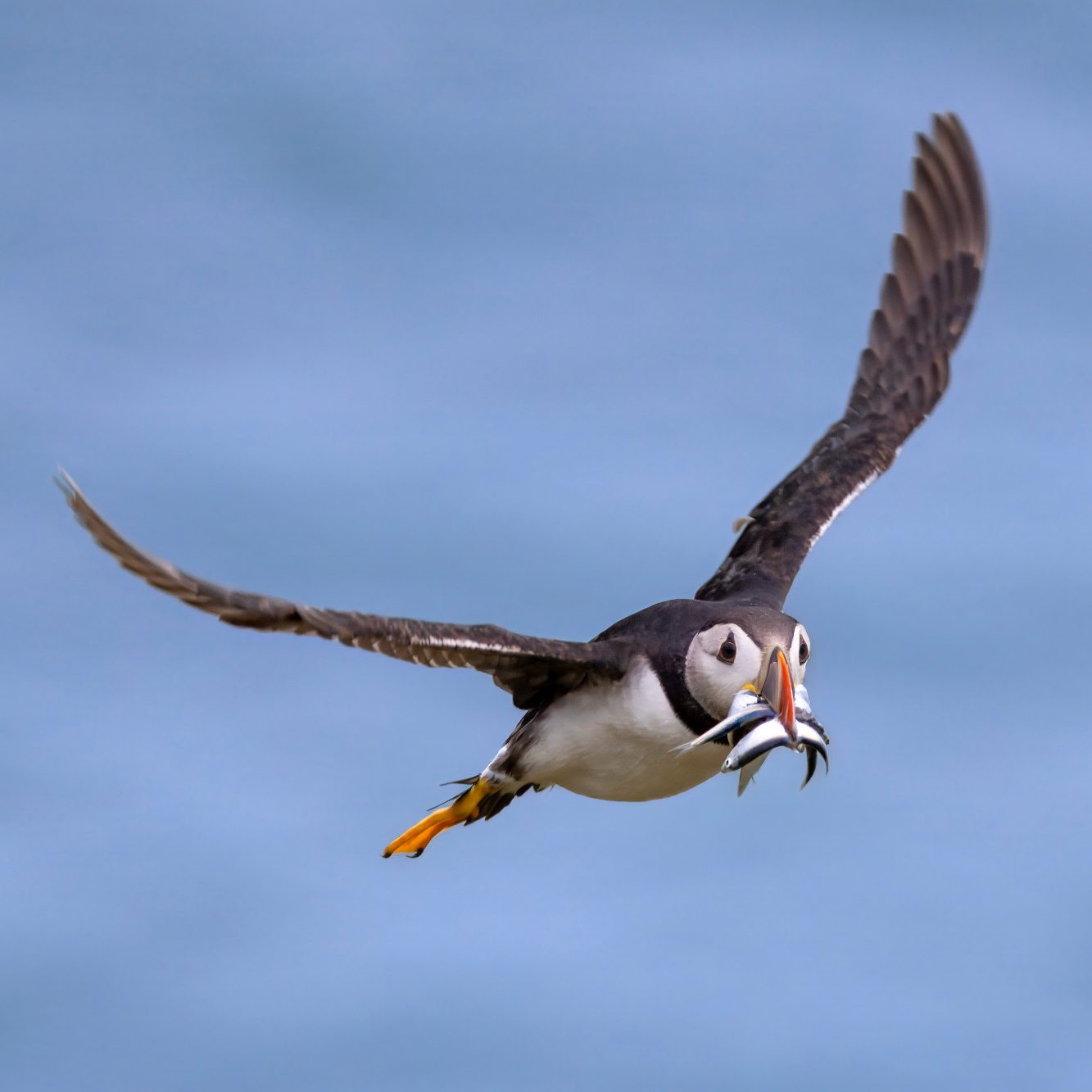 Papageientaucher fliegt mit Fischen im Schnabel über das Wasser.