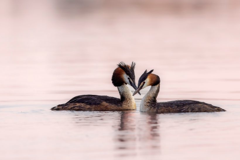 Zwei Haubentaucher schwimmen sich gegenüber und zeigen Balzverhalten im Wasser.