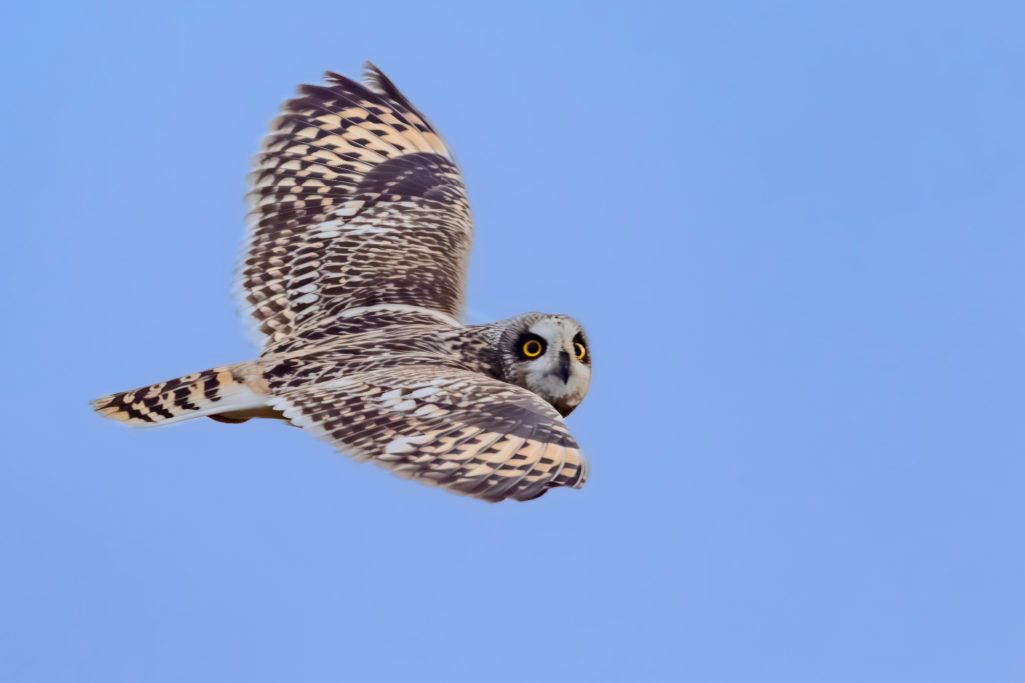 A short eared owl in the flight before a blue sky.