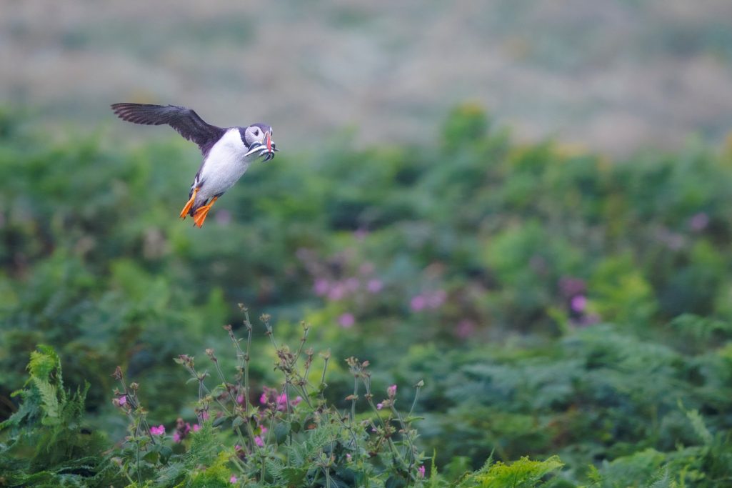 Ein Papageientaucher fliegt über grüne Strömungsvegetation mit bunten Blumen.