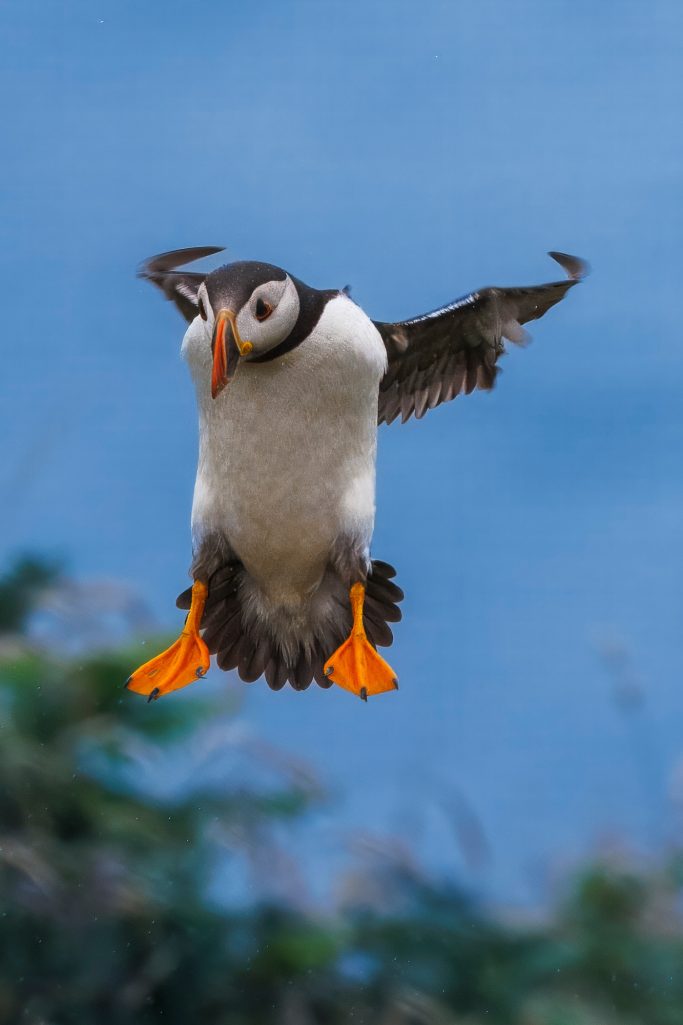 Papageitaucher fliegt vor einem blauen Himmel mit orangefarbenen Füßen und Schnabel.