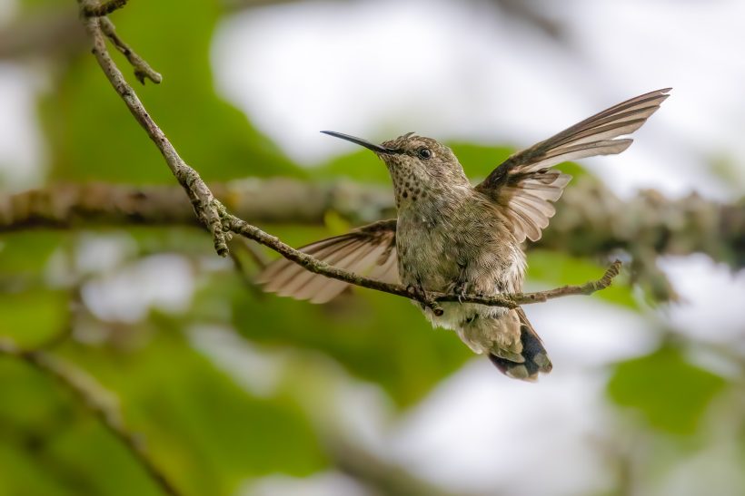 A hummingbird floats next to a branch with green leaves in the background.