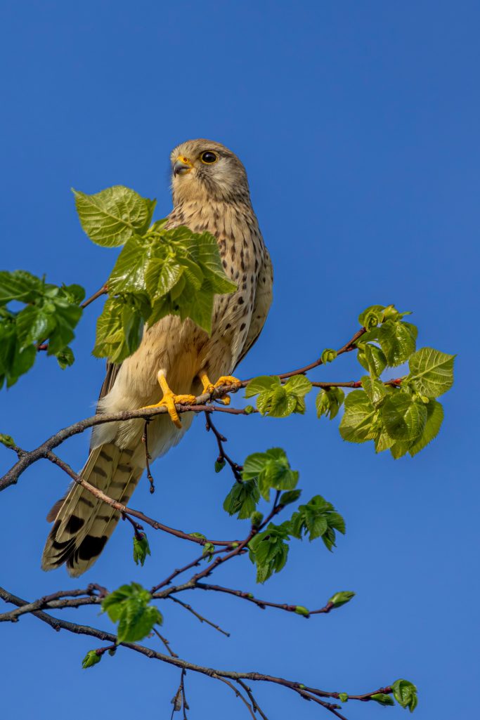 Kestrel sits on a branch with green foliage in front of clear blue sky.