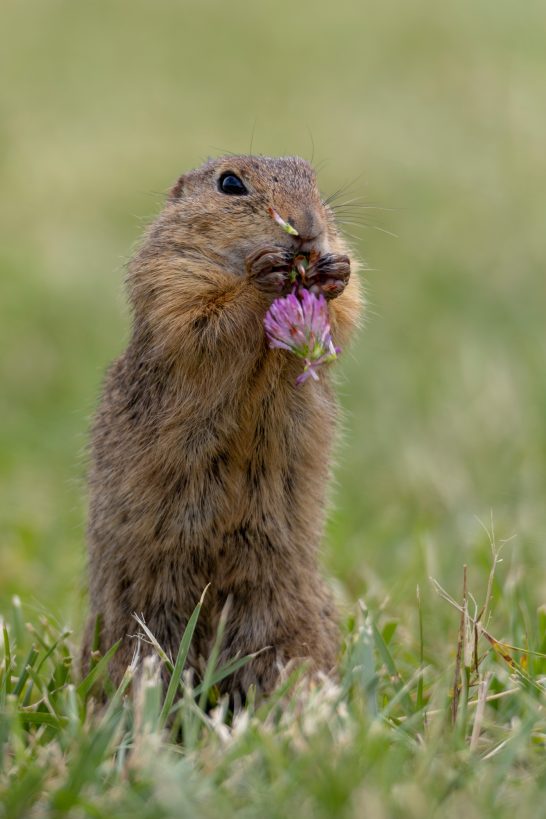 A ground squirrel with flowers in the mouth stands on green grass.