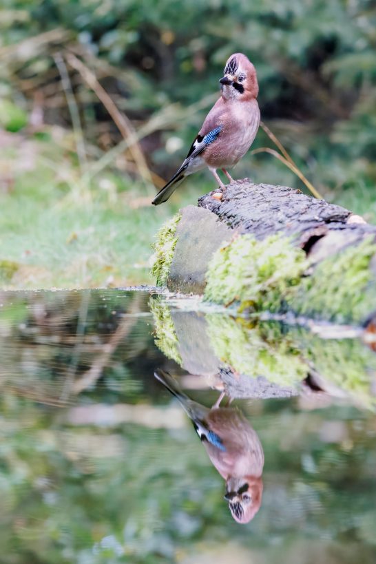 Eichelhäher steht auf einem Stein mit spiegelndem Wasser im Hintergrund.