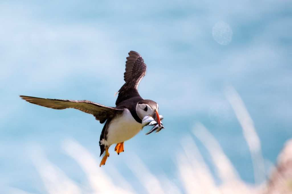 Papageitaucher fliegt mit einem Fisch im Schnabel über das Wasser.