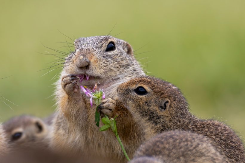 Ground squirrels eat fresh grass and flowers in a green meadow.