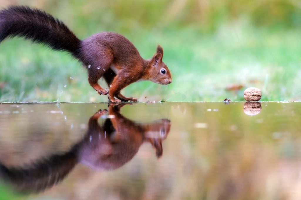 Eichhörnchen, das am Wasserlauf läuft, mit Spiegelbild im Wasser.