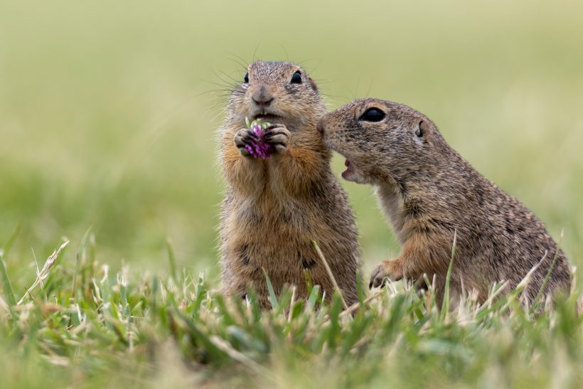 Two ground squirrels on a meadow, one eats, the other looks curious.