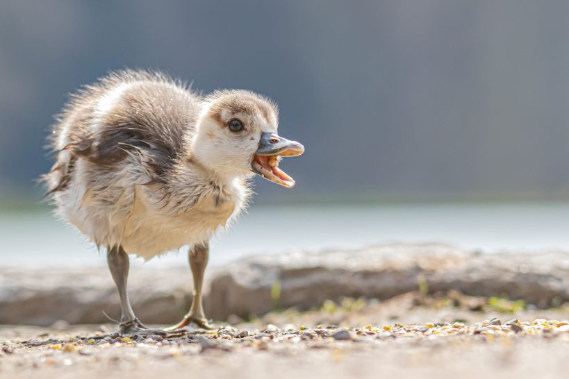 A chick with fluffy plumage stands on the shore and quiekt.