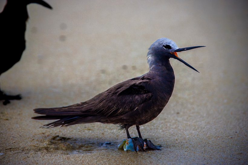 Lesser noddy with grey head standing on the beach and screaming.