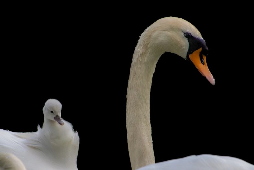 Schwan mit orangefarbenem Schnabel und grauem Jungtier vor schwarzem Hintergrund.