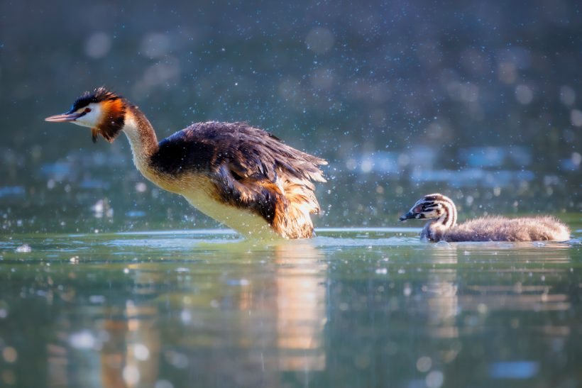 Ein Haubentaucher mit einem Küken schwimmt auf ruhigem Wasser.