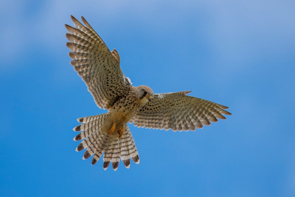 A kestrel flies high in the sky with spread outdoor wings.