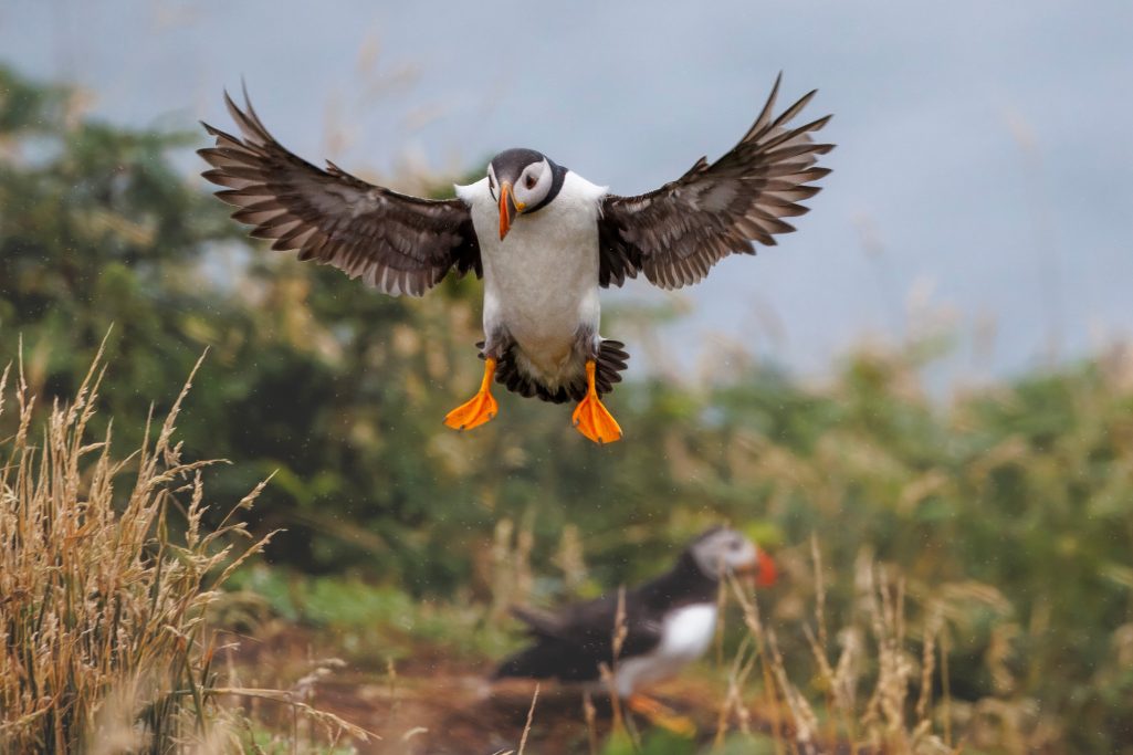 Ein fliegender Papageientaucher mit orangefarbenen Füßen, im Hintergrund ein weiterer.