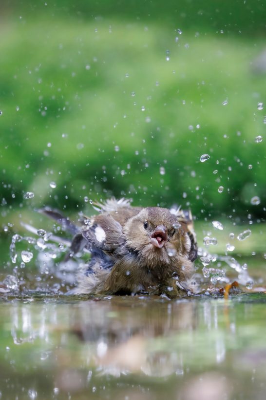 A chaffinch looks cheerfully in the water, splashing water in all directions.