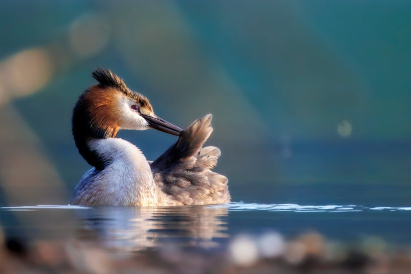 A crested diver swims on calm water and cleans its plumage.