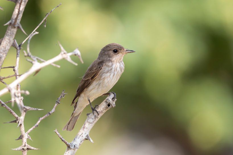 A Spotted flycatcher is sitting on a branch with a blurred green background.